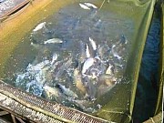 Полка, садок, сетная камера для рыбы Черновцы