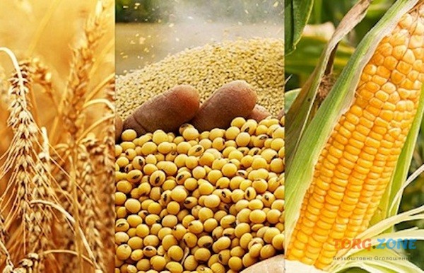 Куплю пшеницю, кукурудзу, сою, соняшник Полтава - изображение 1