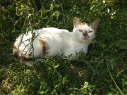Віддам стерилізовану молоденьку кішку в добрі руки Київ