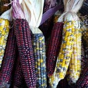 Кукуруза столовая, сладкая, сортовая семена (цветовая гамма ) доставка из г.Новгород-Северский