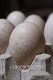 Інкубаційні яйця індичок Біг 6 Чернівці