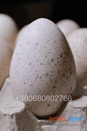 Інкубаційні яйця індичок Біг 6 Чернівці - зображення 1